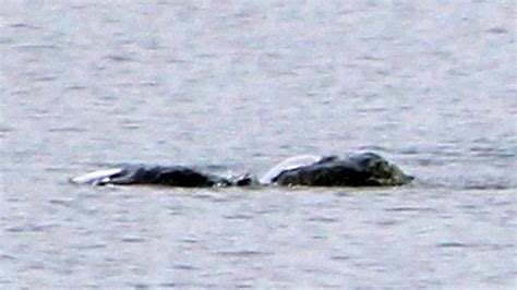 new loch ness monster video.